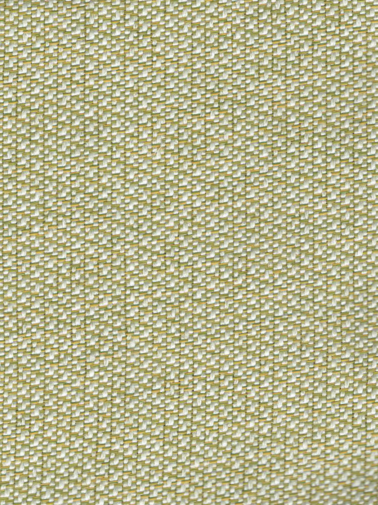 HUMOR CELERY (OUTDOOR)